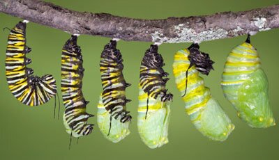 Феноменалните пеперуди Монарх - Danaus plexippus 